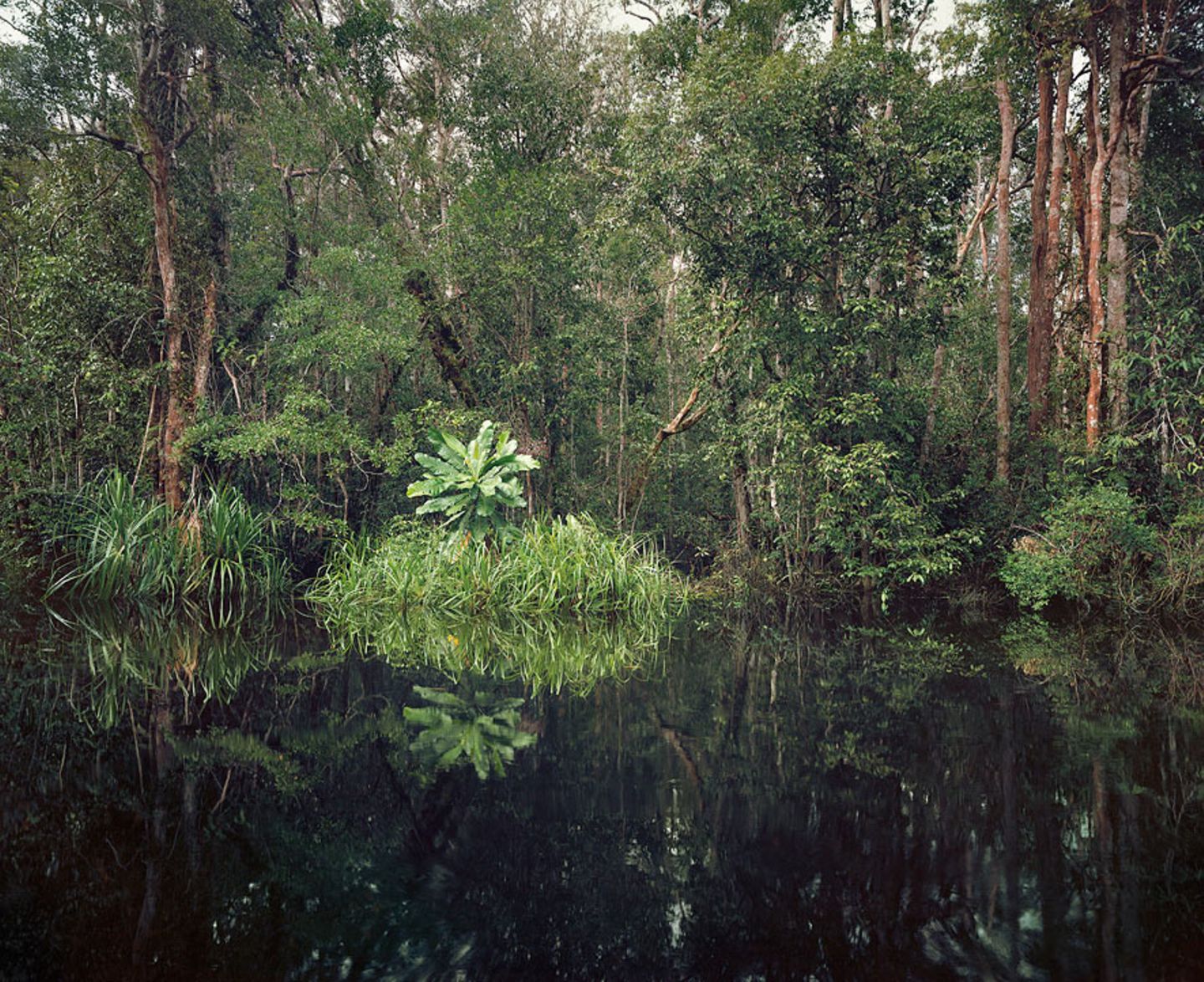 Primärer Sumpfwald, Kalimantan, Indonesien