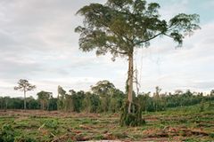 Rodung von Primärwald, Kalimantan, Indonesien