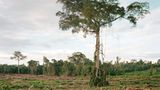 Rodung von Primärwald, Kalimantan, Indonesien