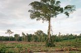 Rodung von Primärwald, Kalimantan, Indonesien
