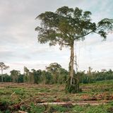 Rodung von Primärwald, Kalimantan, Indonesien