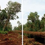 Rodung auf Sumatra