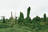 Bizarre Landschaft