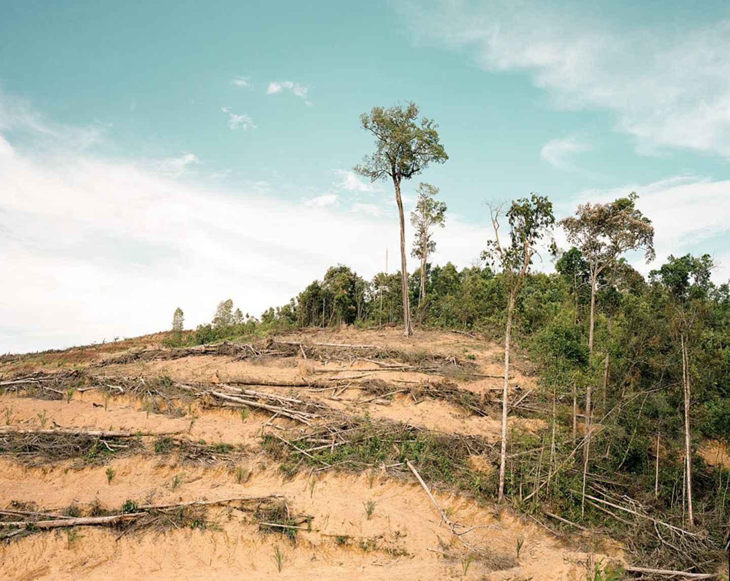 Rodung in Zentralkalimantan/Indonesien