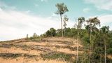 Rodung in Zentralkalimantan/Indonesien