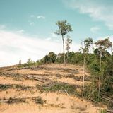 Rodung in Zentralkalimantan/Indonesien