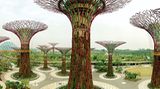 Supertree Grove, Singapur