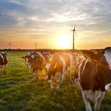 Konventionelle Stromanbieter