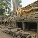 Tempelanlage Ta Prohm, Kambodscha