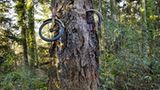 Das "Tree Bike" von Vashon Island, Washington