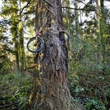 Das "Tree Bike" von Vashon Island, Washington