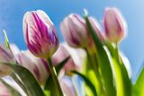 GEO Leserfoto: Die besten Leserfotos: März 2015 - Bild 15