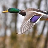 GEO Leserfoto: Die besten Leserfotos: März 2015 - Bild 17