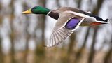 GEO Leserfoto: Die besten Leserfotos: März 2015 - Bild 17