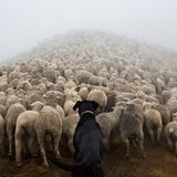 Hütehunde in Neuseeland: Alles andere als Schoßhündchen