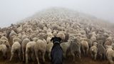 Hütehunde in Neuseeland: Alles andere als Schoßhündchen