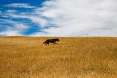Hütehunde in Neuseeland: "Norm of Hiburn, 2014"