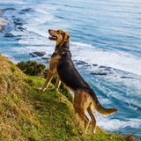 Hütehunde in Neuseeland: "Asher above the Tasman Sea, 2014"