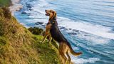 Hütehunde in Neuseeland: "Asher above the Tasman Sea, 2014"