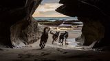 Hütehunde in Neuseeland: "The Cave, 2014"
