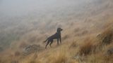 Hütehunde in Neuseeland: "Tone of Mount Whitnow, 2014"