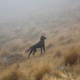 Hütehunde in Neuseeland: "Tone of Mount Whitnow, 2014"