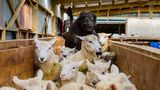 Hütehunde in Neuseeland: "Scooter Backing Sheep, 2014"