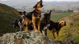 Hütehunde in Neuseeland: "Leader of the Pack, 2014"