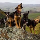 Hütehunde in Neuseeland: "Leader of the Pack, 2014"