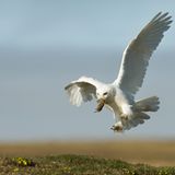 Landeanflug mit Lemming