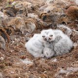 Es ist noch Lemming da!