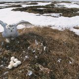 Weibliche Schnee-Eule