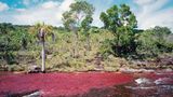 Pinkfarbenes Wasserspiel