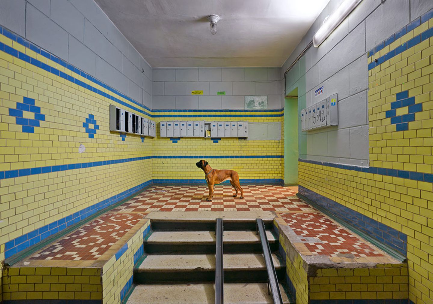 Plattenbau mit Hund