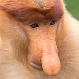 Nasenaffen - großes Schönheitsideal