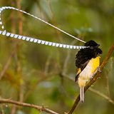 Wimpelträger - Federn der Verführung