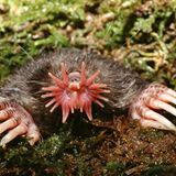 Sternmull - extremer Schnellesser