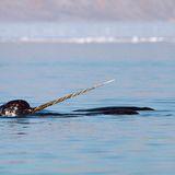 Narwal - Einhorn der Meere