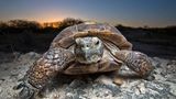 Schildkröten - stabile Rippen