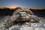 Schildkröten - stabile Rippen