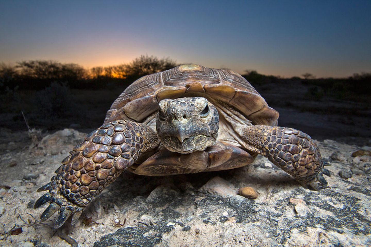 Schildkröten - stabile Rippen