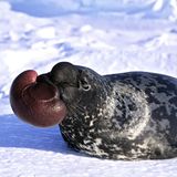 Klappmützenrobbe - aufblasbare Nase