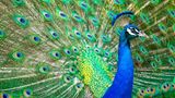 Pfau - mit dem Blick von hundert Augen
