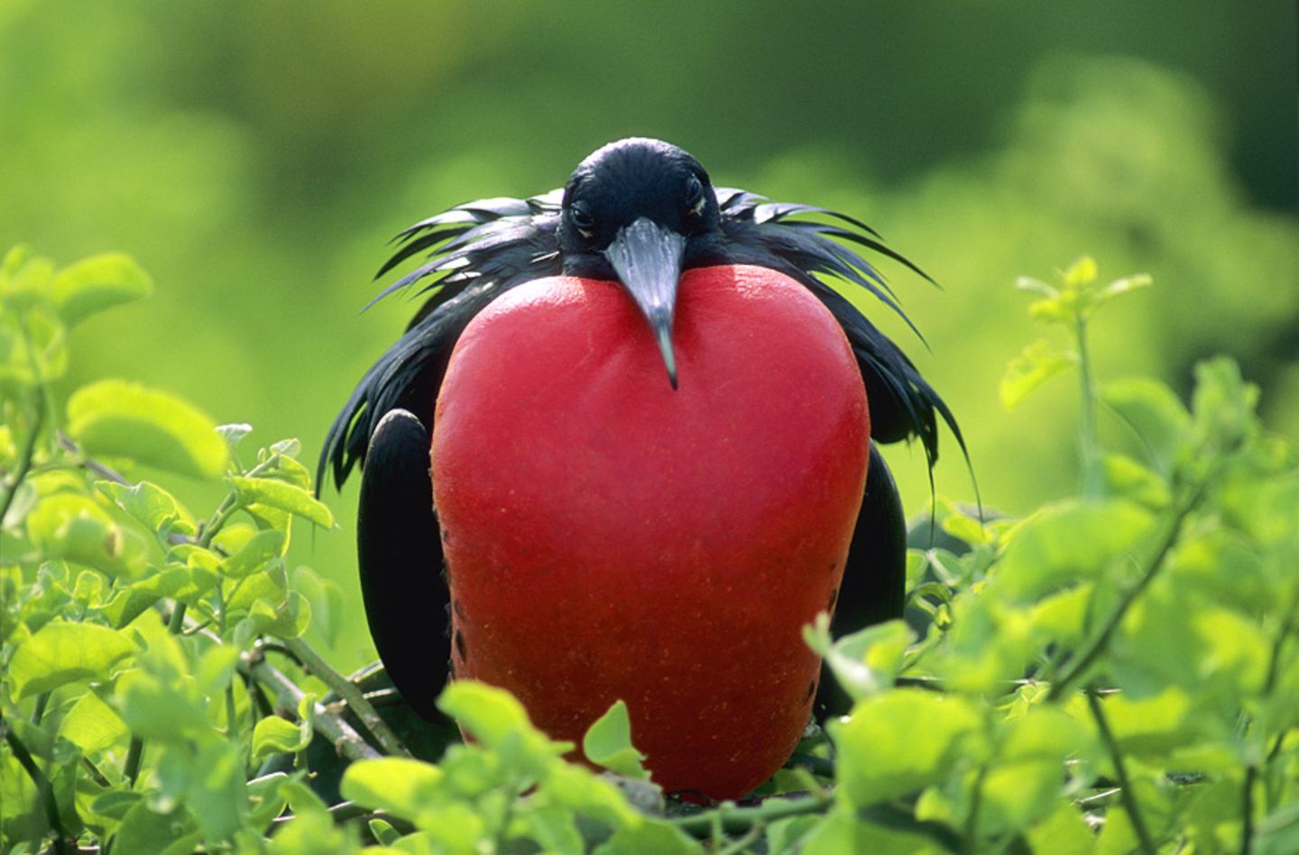 Fregattvögel - aufgeblasene Männchen Fregattvögel - aufgeblasene Männchen