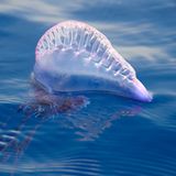 Portugiesische Galeere - hochseetaugliche Segel