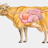 Wie gesund sind Innereien?