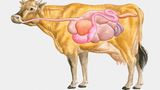Wie gesund sind Innereien?