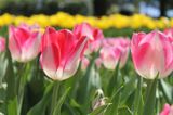 GEO Leserfoto: Die besten Leserfotos: April 2015 - Bild 9