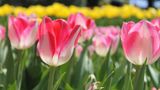 GEO Leserfoto: Die besten Leserfotos: April 2015 - Bild 9