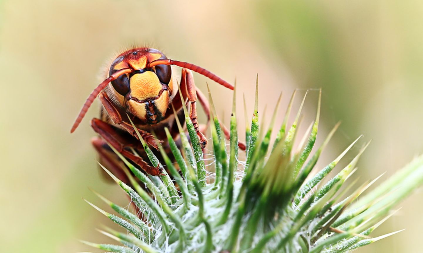 GEO Leserfoto: Die besten Leserfotos: April 2015 - Bild 18